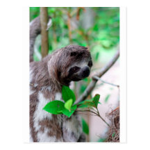 Sloth in tree Nicaragua Post Cards