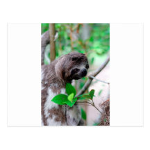 Sloth in tree Nicaragua Postcard