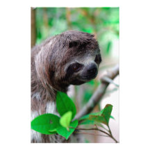 Sloth in tree Nicaragua Stationery