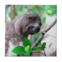 Sloth in tree Nicaragua Tiles