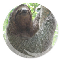 Sloth Photo Design Sticker