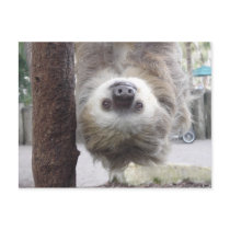 Sloth Postcard