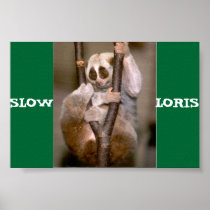 Slow Loris Poster