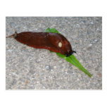 Slug Eating The Leaf From Dandelion Post Card
