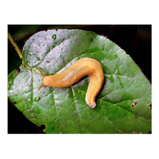 Slug on Leaf Postcard Postcard