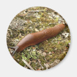 Slug Red Magnets
