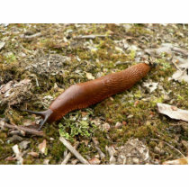 Slug Red Photo Sculpture
