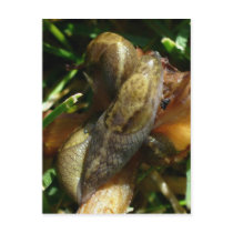 Slugs, Unalaska Island