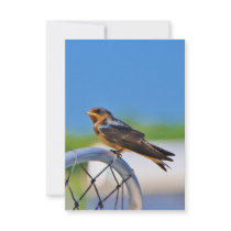 Small bird on a net