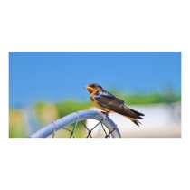 Small bird on a net
