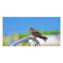 Small bird on a net