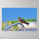 Small bird on a net