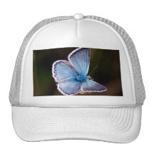 Small Blue Butterfly Baseball Hat