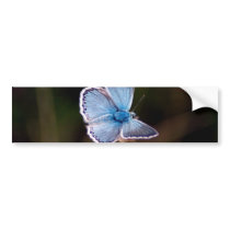 Small Blue Butterfly Bumper Sticker