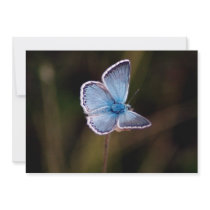 Small Blue Butterfly Invitation