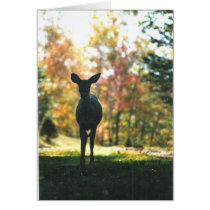Small Deer in Northern WI: Blank Cards