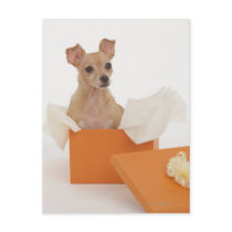 Small dog sitting in gift box post cards