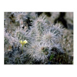 Small Flower On Cactus Postcards