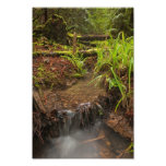 Small forest creek photograph