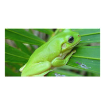 Small Green Frog Picture Card