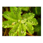 Small Green Plant Postcards