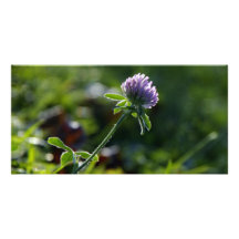 Small Growing Purple Dahlia Personalized Photo Card