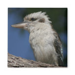 Small kookaburra magnets