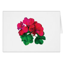 Small Magenta Geraniums