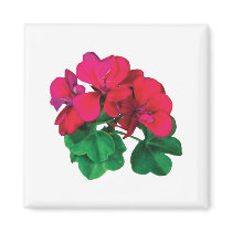 Small Magenta Geraniums
