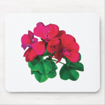 Small Magenta Geraniums
