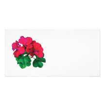 Small Magenta Geraniums Photo Card Template
