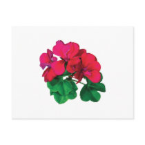 Small Magenta Geraniums