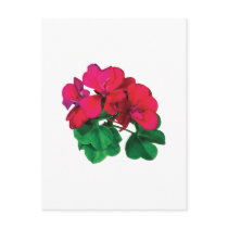 Small Magenta Geraniums