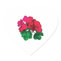 Small Magenta Geraniums