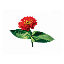 Small Orange Zinnia Post Cards