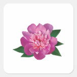 Small Pink Peony Stickers