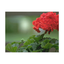 Small Red Bunch Postcard