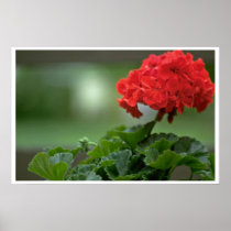 Small Red Bunch Posters