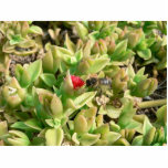 Small Red Flower Bush Cut Out