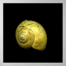 Small Snail Shell Posters