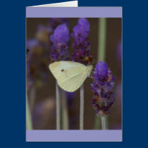 Small White and Lavender cards