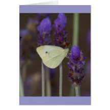 Small White and Lavender Greeting Card