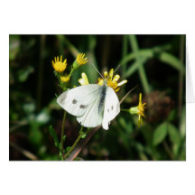 Small White Card