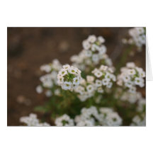 Small White Flower Greeting Card