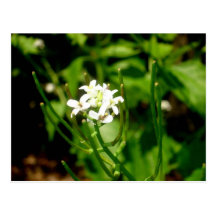 Small White Flower Postcard