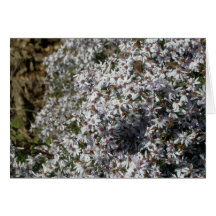 Small White Flowers Note Cards