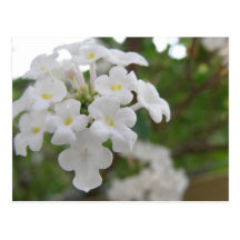 Small white flowers postcard