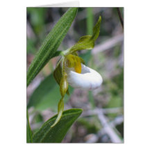 Small White Lady's Slipper Greeting Cards