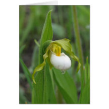 Small White Lady's Slipper Greeting Cards