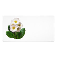 Small White Primroses Photo Greeting Card